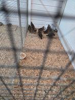 Europese patrijzen, Dieren en Toebehoren, Pluimvee, Meerdere dieren, Overige soorten