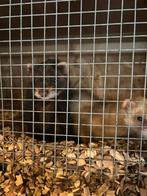 Sandy moertje en polecat moertje, Juli, Vrouwelijk