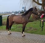 Talentvolle pony's!, Met stamboom, Ruin, Dressuurpony, Zadelmak