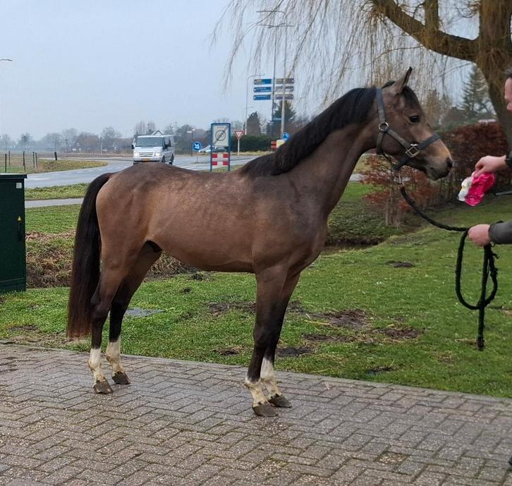 Talentvolle pony!!, Dieren en Toebehoren, Pony's, Ruin, Zadelmak, D pony (1.37m tot 1.48m), Dressuurpony, 3 tot 6 jaar, Met stamboom