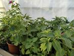 Peruaanse nachtschone planten 2,00 euro per plant, Volle zon, Groenteplanten, Eenjarig, Ophalen of Verzenden