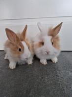 Leeuwenkop konijntjes, Meerdere dieren