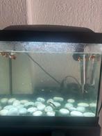 Vissen aquarium/kom met guppys, Dieren en Toebehoren, Vissen | Aquariumvissen, Vis