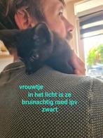 4lieve kittens opzoek naar mandje foto1en4  gereserveerd, Dieren en Toebehoren, Meerdere dieren