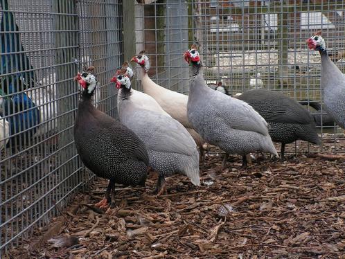 Parelhoenders | Jonge dieren | Passend advies, Dieren en Toebehoren, Pluimvee, Overige soorten, Meerdere dieren