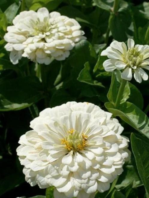 Zinnia Polar bear, Tuin en Terras, Bloembollen en Zaden, Ophalen of Verzenden