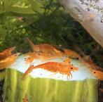 Oranje garnalen, Dieren en Toebehoren, Vissen | Aquariumvissen, Kreeft, Krab of Garnaal