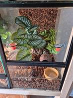 Confetti met terrarium, Dieren en Toebehoren, Reptielen en Amfibieën, Hagedis, Met terrarium