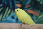Engelse parkiet Baby | Handtam | Jonkies | Div. kleuren, Meerdere dieren, Parkiet, Pratend