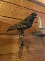 Opgezette vogel taxidermie mancave, Verzamelen, Dierenverzamelingen, Ophalen of Verzenden, Zo goed als nieuw, Vogel, Opgezet dier