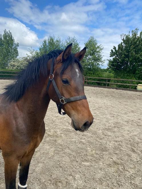 2 jarige duitse rijpony hengst, Dieren en Toebehoren, Pony's, Hengst, Onbeleerd, D pony (1.37m tot 1.48m), Dressuurpony, 0 tot 2 jaar