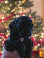 Nog  mooie toy/dwergpoedel pups. Mogen nest verlaten., Dieren en Toebehoren, Reu, 8 tot 15 weken, Meerdere, CDV (hondenziekte)