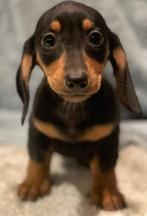 Lief klein teckel jongentje, Dieren en Toebehoren, Parvo, Reu, 8 tot 15 weken, Korthaar