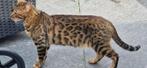 Bengaal kat, Dieren en Toebehoren, Katten en Kittens | Raskatten | Korthaar, Kater, Gechipt, 0 tot 2 jaar