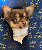 Pomchi puppy teefje, Dieren en Toebehoren, Honden | Chihuahua's en Gezelschapshonden, Parvo, 8 tot 15 weken, Teef, Eén hond