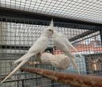 Twee  tamme jonge valkparkieten, Dieren en Toebehoren, Parkiet