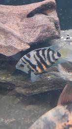 Bewezen koppel polar blue, Dieren en Toebehoren, Vis, Zoetwatervis, Schoolvis