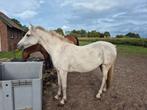 Welsh C pony. Merrie.Stk.mt.138cm. 11 jaar, Dieren en Toebehoren, Pony's, Merrie