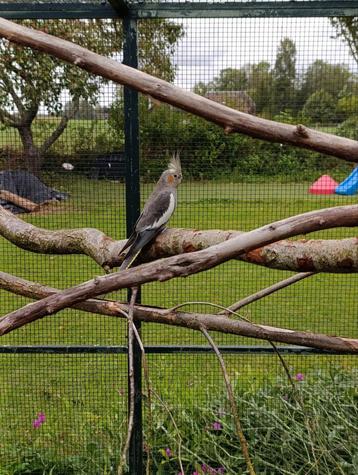 Valkparkiet pop 2023 beschikbaar voor biedingen