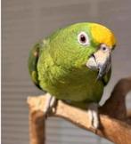 Geelvoorhoofd Amazone Papegaai, Dieren en Toebehoren, Vogels | Parkieten en Papegaaien, Mannelijk, Papegaai, Geringd