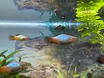 Platy rainbow, Dieren en Toebehoren, Vissen | Aquariumvissen, Vis, Zoetwatervis