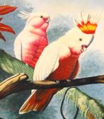 Een schilderij Daniel Mountier . Kakatoe, Antiek en Kunst, Kunst | Schilderijen | Klassiek, Ophalen of Verzenden