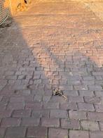 Te koop; 29m2 gebruikte gebakken klinkers, Tuin en Terras, Tegels en Klinkers, Ophalen, Gebruikt, Klinkers, 10 m² of meer