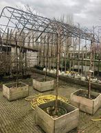 Terras prieel met fruitbomen of de bomen die u wilt, Ophalen of Verzenden, Nieuw, Metaal