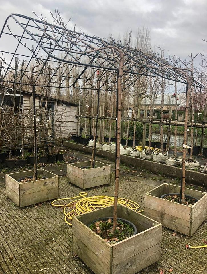 Terras prieel met fruitbomen of de bomen die u wilt, Tuin en Terras, Bloembakken en Plantenbakken, Nieuw, Metaal, Ophalen of Verzenden