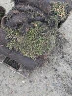 Sedum Dakbedekking - Groene Dakbedekking 20 m2, Ophalen of Verzenden, Tuinaarde