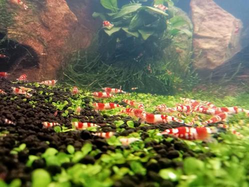 Groepje Crystal Red garnalen op leidingwater. 20 stuks, Dieren en Toebehoren, Vissen | Aquariumvissen, Kreeft, Krab of Garnaal