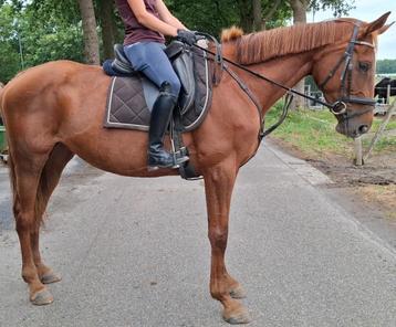 Brave 8 jr allrounder 1,70m(recreatie-manege-sport) beschikbaar voor biedingen