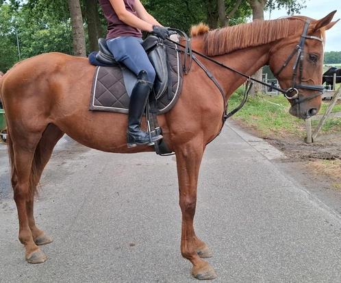 Brave 8 jr allrounder 1,70m(recreatie-manege-sport), Dieren en Toebehoren, Paarden, Merrie, B, 165 tot 170 cm, 7 tot 10 jaar, Recreatiepaard