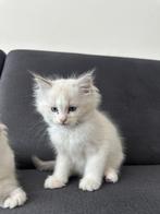 Ragdoll kitten katertje, Dieren en Toebehoren, Kater, Ontwormd, 0 tot 2 jaar