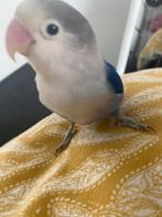 Dwergpapegaaitjes morty & mango eventueel met kooi erbij, Meerdere dieren, Papegaai, Tam