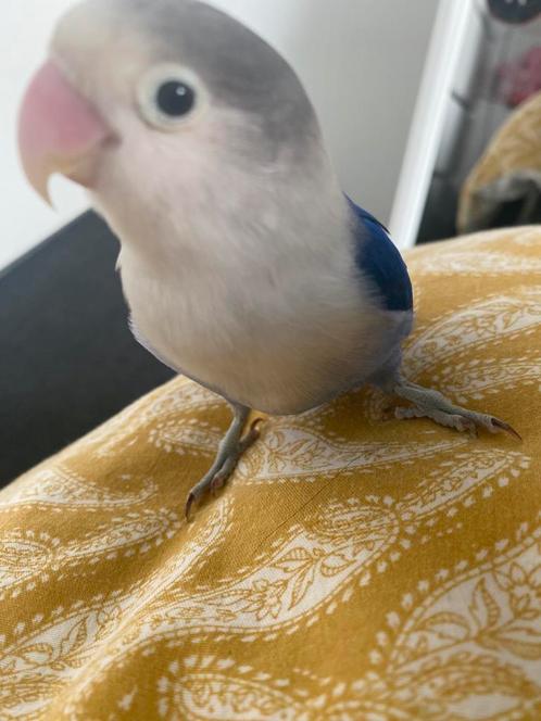 Dwergpapegaaitjes morty & mango eventueel met kooi erbij, Dieren en Toebehoren, Vogels | Parkieten en Papegaaien, Papegaai, Meerdere dieren