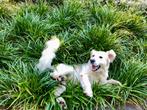 Golden retriever, Dieren en Toebehoren, Honden | Retrievers, Spaniëls en Waterhonden, 6 jaar of ouder, Golden retriever, Particulier