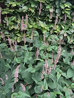 Persicaria amplexicaulis ‘Rosea’ - Roze Duizendknoop, Overige soorten, Vaste plant, Ophalen of Verzenden, Halfschaduw