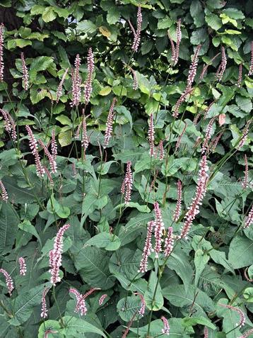 Persicaria amplexicaulis ‘Rosea’ - Roze Duizendknoop beschikbaar voor biedingen