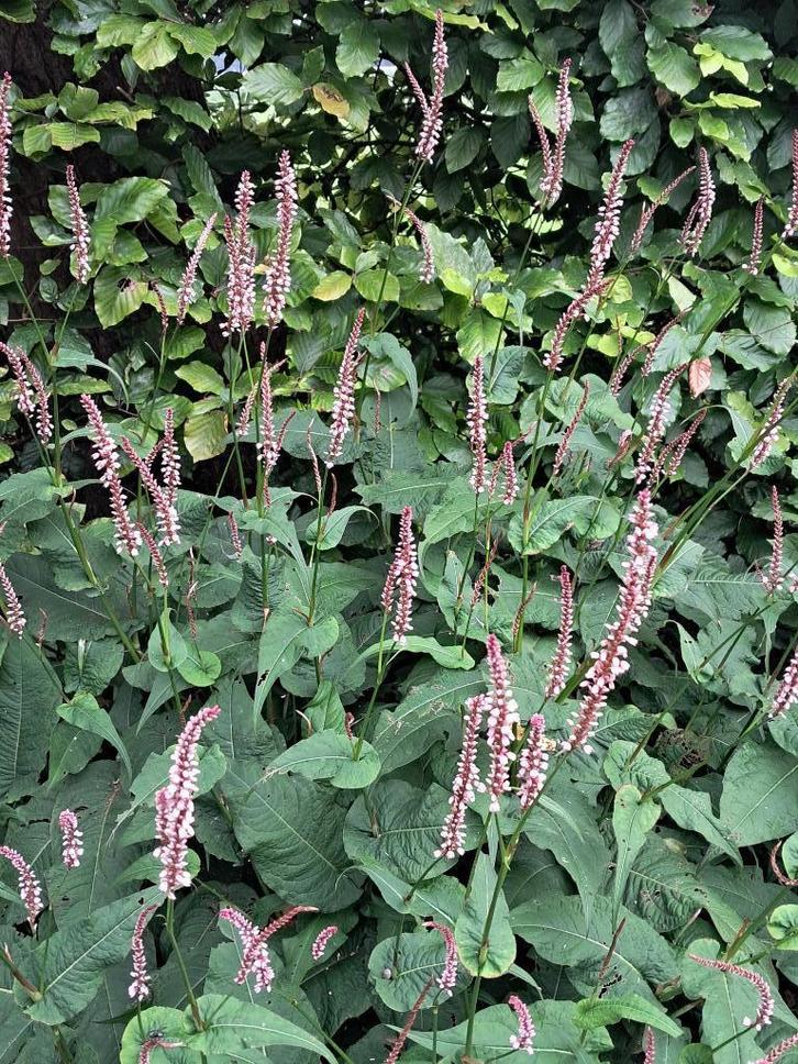 Persicaria amplexicaulis ‘Rosea’ - Roze Duizendknoop, Tuin en Terras, Planten | Tuinplanten, Vaste plant, Overige soorten, Halfschaduw