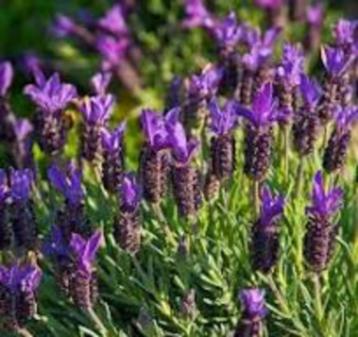 Lavandula stoechas Blue Star   Kuif lavendel struikjes