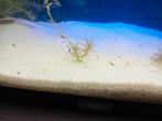 Baby endler guppen, Dieren en Toebehoren, Vis