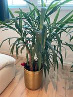 2x Yucca Elephantipes in gouden pot, Tuin en Terras, Vaste plant, Bloeit niet, Halfschaduw, Ophalen