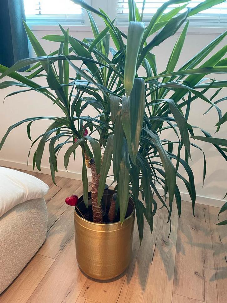 2x Yucca Elephantipes in gouden pot, Tuin en Terras, Planten | Tuinplanten, Vaste plant, Overige soorten, Halfschaduw, Bloeit niet