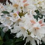 Rhododendrons, Ophalen, Overige soorten, Minder dan 100 cm