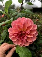 Dahlia knollen, Tuin en Terras, Bloembollen en Zaden, Ophalen, Voorjaar, Volle zon, Knol