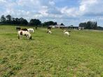 Mooie NMPRS mini paardjes (merries) te koop aangeboden, Dieren en Toebehoren, Pony's, Meerdere dieren, Recreatiepony, Gechipt