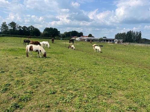 Mooie NMPRS mini paardjes (merries) te koop aangeboden, Dieren en Toebehoren, Pony's, Meerdere dieren, Recreatiepony, 0 tot 2 jaar