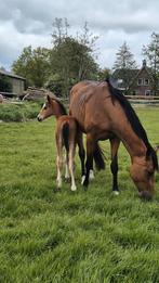 2 luxe springveulens!, Dieren en Toebehoren, Paarden, Hengst, Springpaard, Gechipt, 0 tot 2 jaar