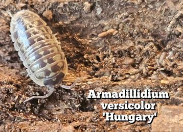 Armadillidium versicolor 'Hungary' beschikbaar voor biedingen